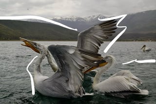 Pelicans in Prespa Lake